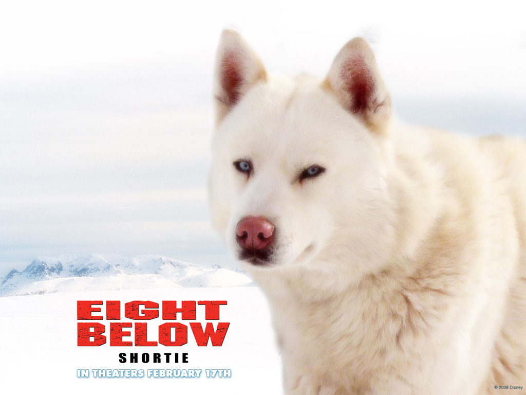 eight-below-shortie