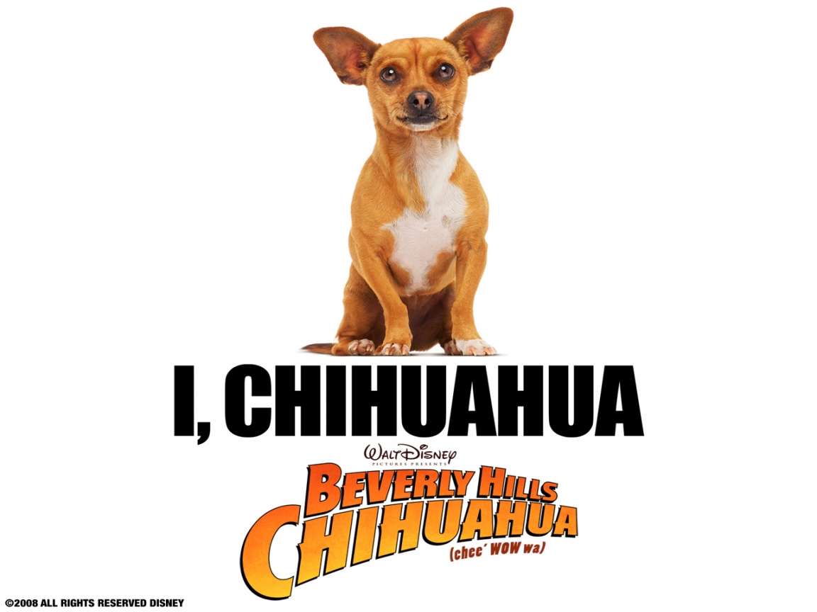 Chihuahua-1152x864