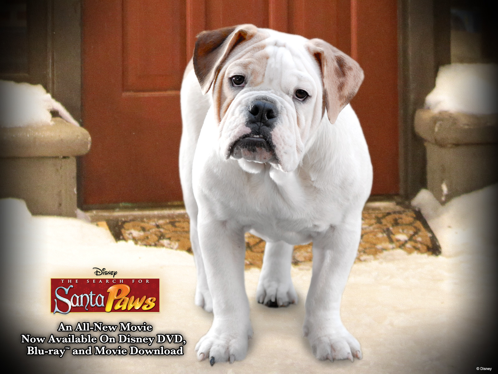 santaPaws t-money 1600