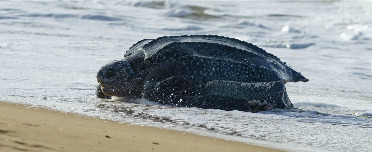 disney-nature-oceans-movie