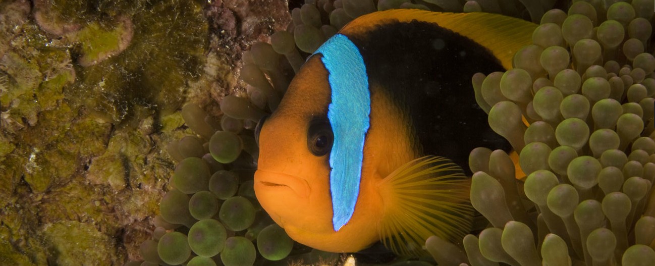 disney-nature-oceans