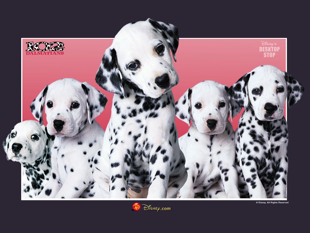free 102 Dalmatians desktop