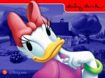 daisy cool