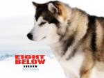 Eight Below shadow