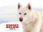 eight-below-shortie