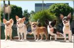 Disney-Chihuahua-2