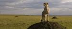 africancats
