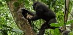 chimpanzee-disney-nature