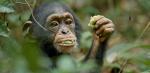 chimpanzee-disney