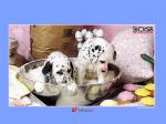 free 102 Dalmatian