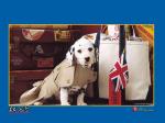 free 102 Dalmatians 800x600