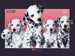 free 102 Dalmatians desktop