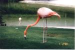 disney Epcot wild life